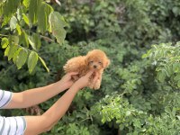 Kore Poodle Bebekler