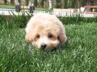 Zeki ve Tüy Dökmeyen Karakteriyle Maltipoo Yavruları