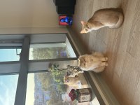 5 aylık scottish fold yavrular