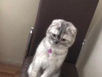 Acil satılık scottish fold