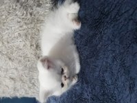 Exotic shorthair