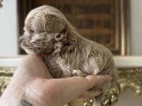 Tr de tek micro teacup maltipoo yavrusu