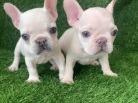 Egzotik french bulldog bebekler yeni yuvasını arıyor
