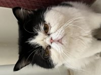 3 yaşında erkek exotic shorthair sahiplendirilecektir