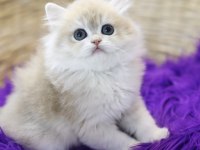 British Longhair Tostikler