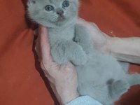 British Shorthair 3 minik kız kardeşler