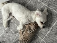 85 günlük orjinal kore maltipoo ev doğumlu kızımız