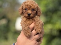 Premıum Toy Poodle Bebekler