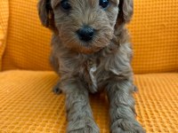 MALTİPOO YAVRULAR (4 TANE MEVCUTTUR)
