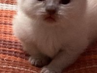 YENİ DOĞAN KEDİLERİME SICAK YUVA ARANIYOR