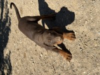 İri ve kalite doberman isteyenlere