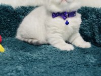 British shorthair silver 2 aylık erkek
