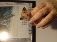 Acil ilan 4-5 aylık minnoş anne hamster