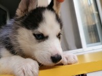 Renk Ve Anatomi Güzeli Sibirya Kurdu Husky Yavrular