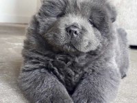 SON KALAN BLUE CHOW CHOW YAVRUMUZ