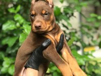 HARİKA DİŞİ DOBERMAN BEBEKLER