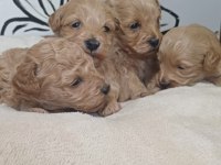 Maltipoo terrier köpeği