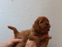 Toy poodle yavruları