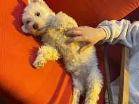 Minnak 0 numara kızım terrier