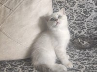 YAVRU BRİTİSH SHORTHAİR KEDİLERİMİZE SICAK BİR YUVA ARIYORUZ