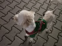 Sahiplendirilecek toy poodle