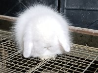 Hollanda teddy lop tavşanı