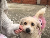 Terrier kırması kızımıza eşlemek için erkek arıyoruz