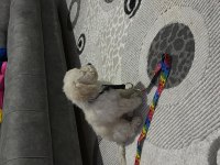 Yeni bir aile maltipoo