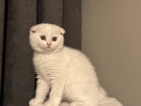 British shorthair ve scottish fold yavru kediler