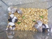 Hamster Yavrulari