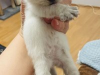 Safkan Scottish Fold