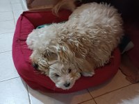 Erkek maltipoo
