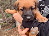 İki aylık bebek köpekler çok sağlıklı ve sevimliler