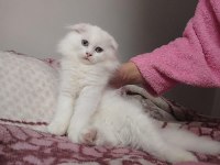 Scottish fold beyaz üzün tüylü mavi gözlü dişi