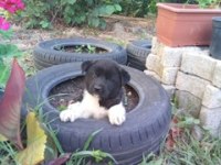 Amerikan Akita yavrularımız