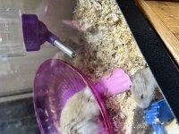 Gonzales hamster
