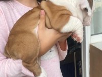 ÇOCUK DOSTU ENGLİSH BULLDOG YAVRUMUZ