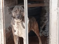 Erkek kangal köpeği açıklamayı okuyunuz