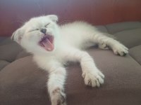 55 günlük british shorthair yavrular
