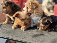 Petmode köpek çiftliğinden tea cup morkie yavrular
