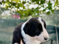 Border collie köpeğimiz için anlayan yazsın lütfen