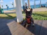 French Bulldog blue tan Anne Aqua blue baba isabella