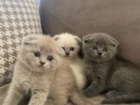 2 aylık scottish fold