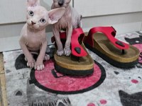 Canadian Sphynx yavrular