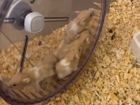 Yavru Teddy Bear Hamsterlar