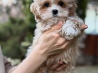 EFSANE MALTİPOO YAVRULARI