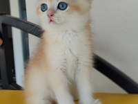British shorthair golden