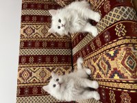 İKİ AYLIK EĞİTİMLİ BRİTİSH SHORTHAİR YAVRUMUZ