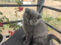 Mersin Scottish Fold