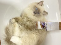 Erkek ragdoll kedime eş arıyorum